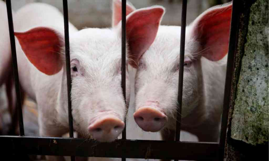 A Critique of Ethical&nbsp;Veganism